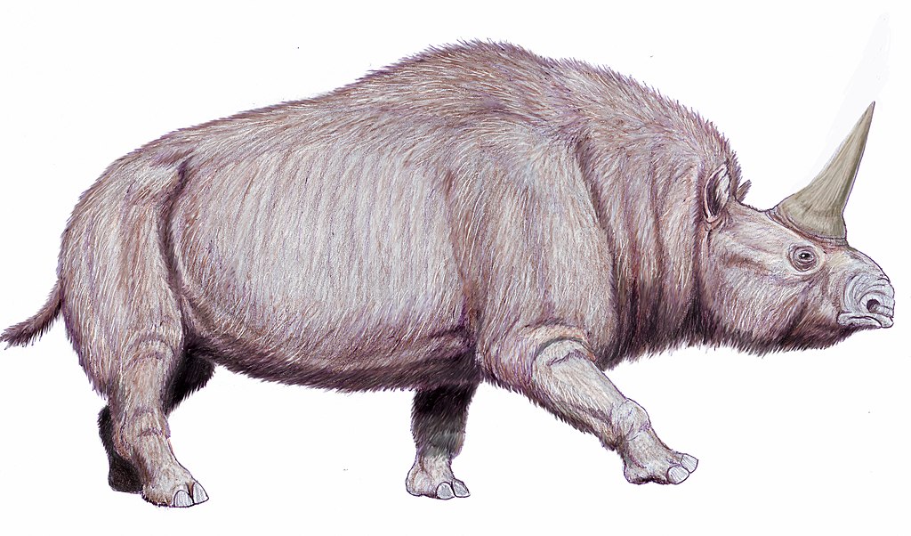 Reconstruction of 'Elasmotherium sibiricum' from Middle-Late Pleistocene of Asia and Europe