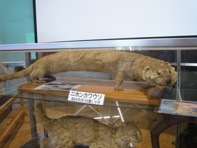 'Lutra nippon,' having a long body and light-brown fur