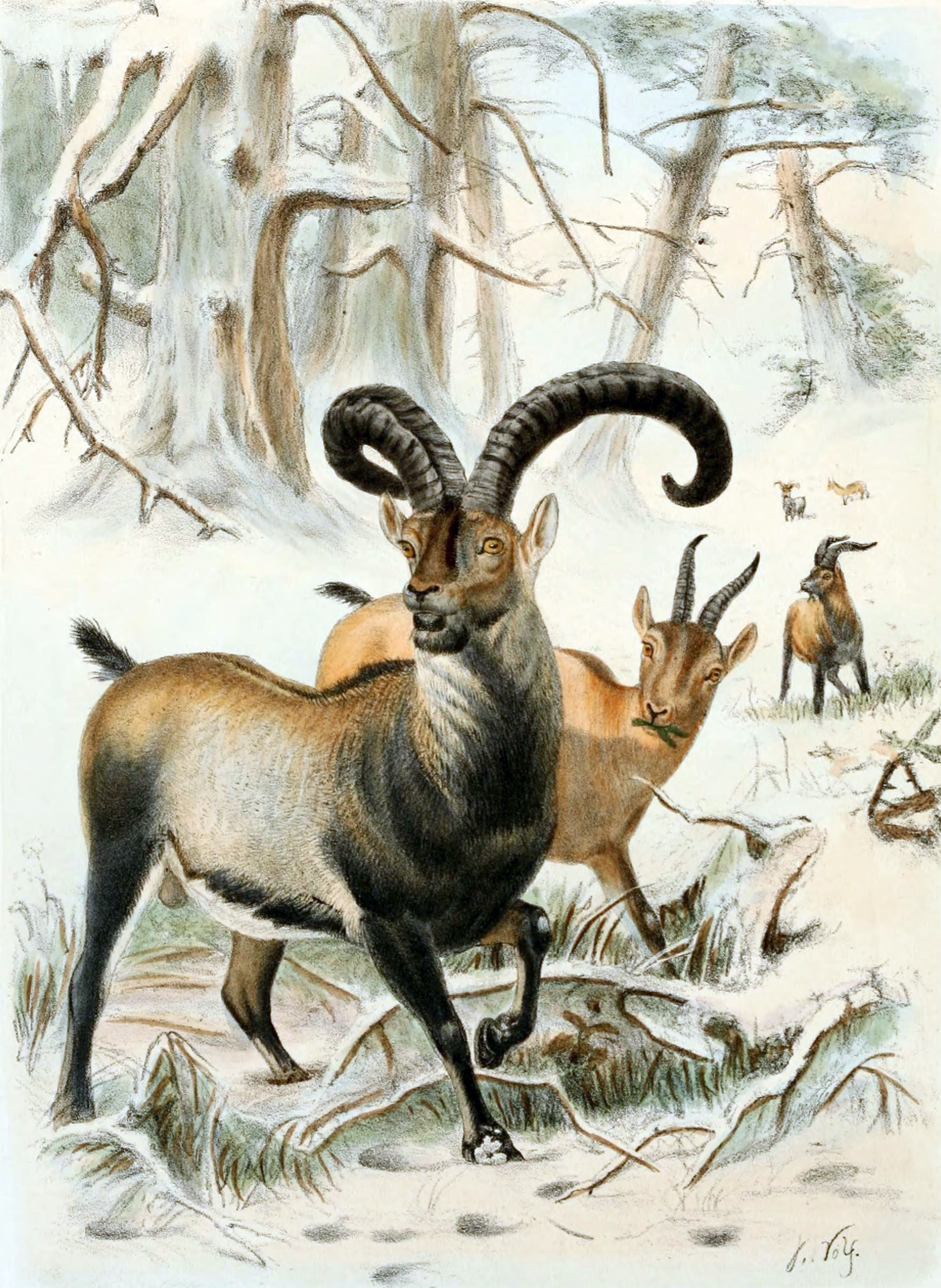 Pyrenean ibex 'Capra pyrenaica pyrenaica,' the male with large curved horns, a brown back, tan sides, and black legs, forhead, and mane; the female brown with smaller straighter horns; illustration from the book 'Wild oxen, sheep & goats of all lands, living and extinct' (1898) by Richard Lydekker. From a sketch by Joseph Wolf.