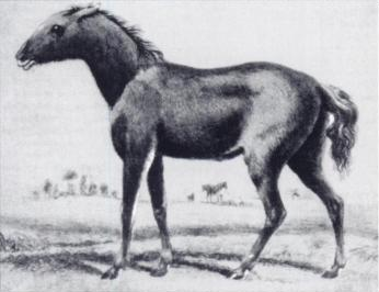 Black and white illustration of a five-month-old Tarpan foal 'Equus ferus ferus' by Borisov, 1841.