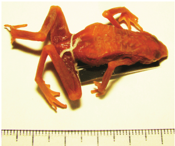 ‘Atelopus vogli,’ an dead orange toad tied about the waist with a string from a tag, from Montalbán (Estado Carabobo, Venezuela)