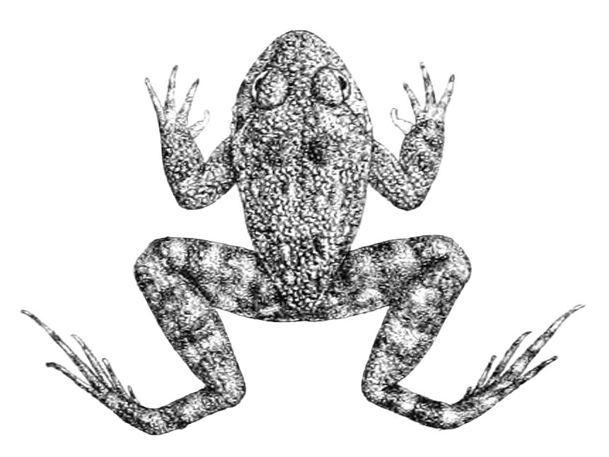 ‘Nannophrys guentheri,’ a small frog with a short rounded snout, long toes, tubercular skin above, smooth skin below