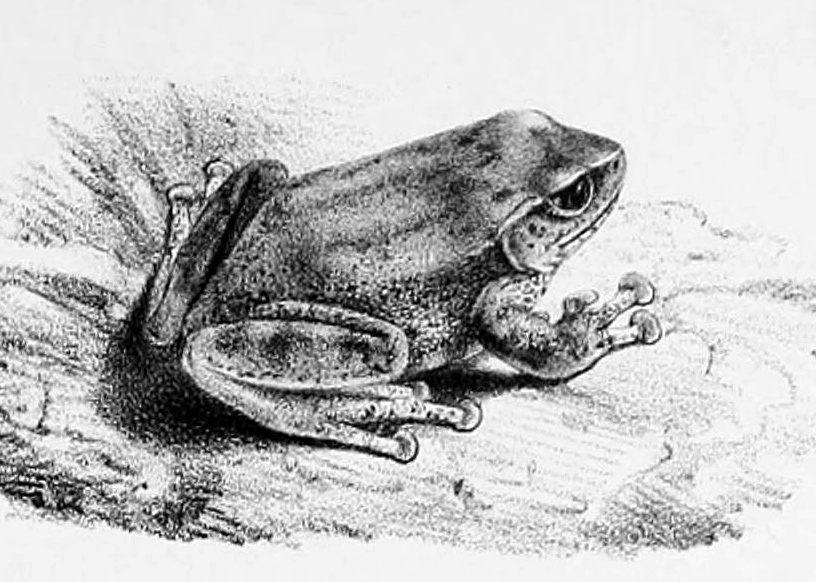‘Pseudophilautus_variabilis,’ a 1.5 inch frog with indistinct stripes from head to haunches