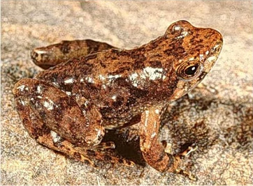 ‘Taudactylus diurnus,’ a mottled light-brown and darker reddish-brown frog