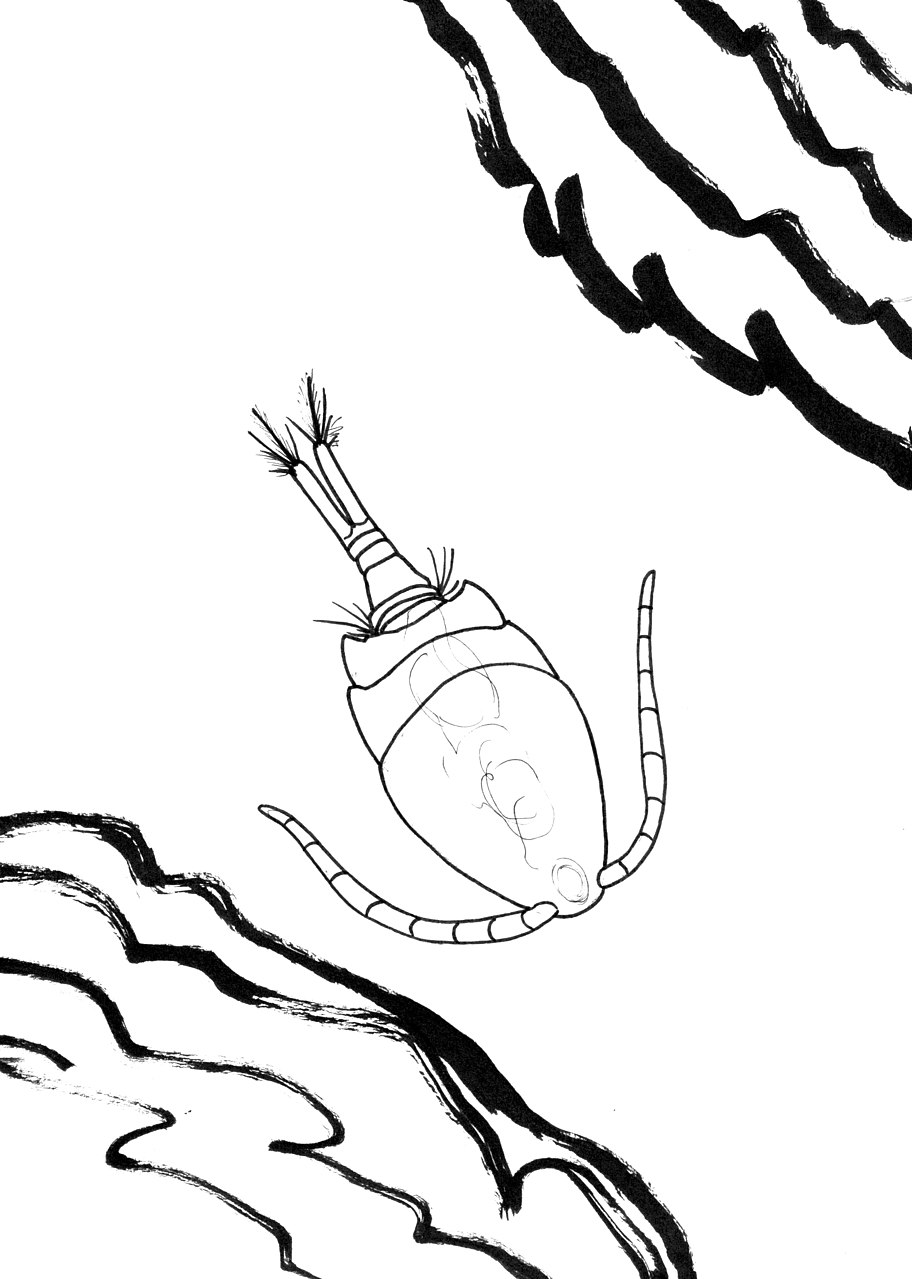 Drawing of cyclopid copepod crustacean 'Afrocyclops pauliani,' which has not been seen since its discovery in a freshwater pond near Antananarivo, Madagascar, 1951, from Apokryltaros.