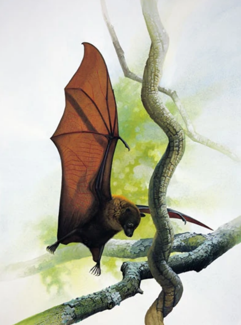 'Pteropus tokudae,' a tiny megabat from Guam in the Marianas Islands in Micronesia