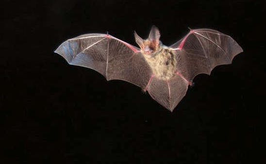 'Nyctophilus howensis,' a vespertilionid insectivorous bat