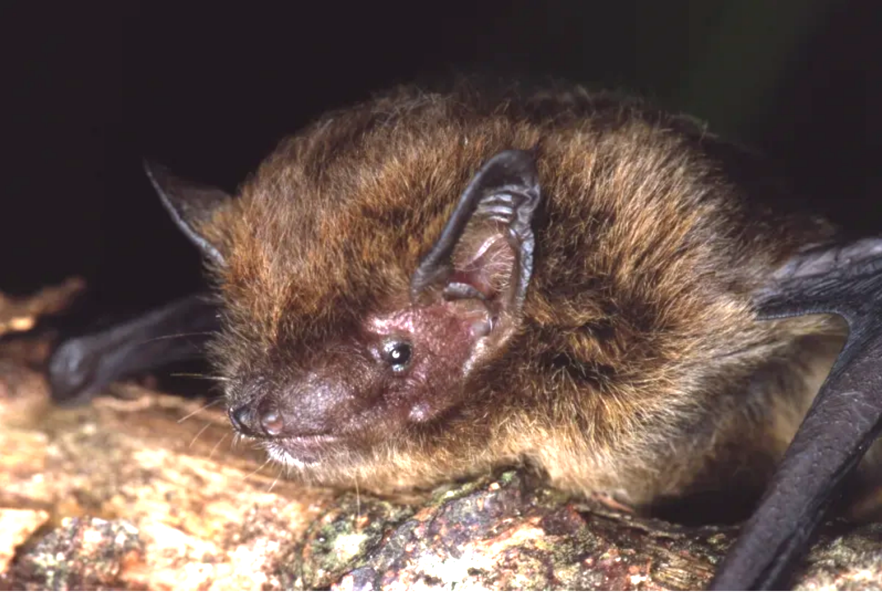 'Pipistrellus murrayi,' a vesper bat from Christmas Island, Australia