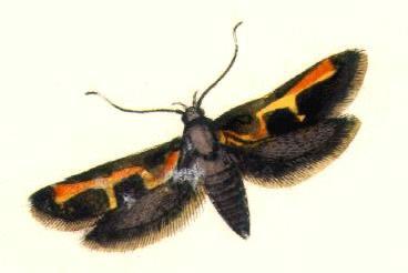 'Euclemensia woodiella,' painted by John Curtis, shows a line of yellow and orange on black and brown wings with long fringes