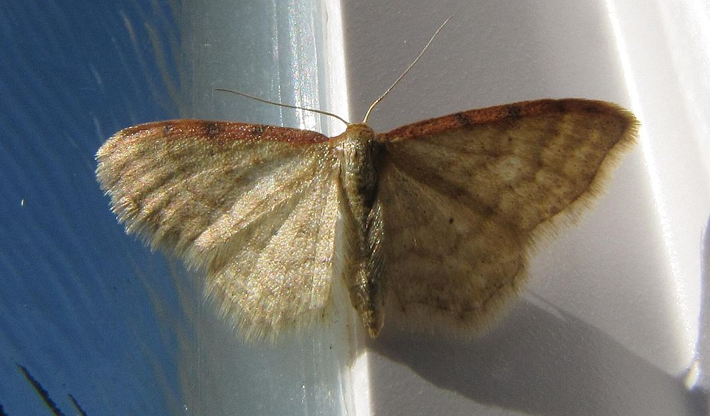 'Idaea humiiata,' a small moth with light brownish to golden wings, rusty on the top edges and fringed on the bottom edges. Photo by Engeser.