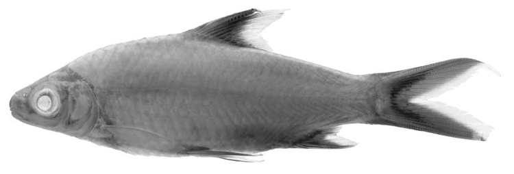 'Balantiocheilos ambusticauda,' a 4-inch freshwater fish with darkened fins and tail
