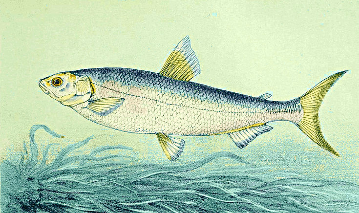 'Coregonus fera,' whitefish in the salmon family, 10-22 inches long when mature