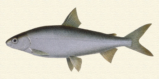 'Coregonus gutturosus,' whitefish in the salmon family, 10-22 inches long when mature