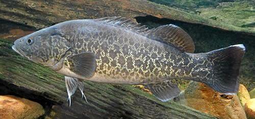 - 'Maccullochella mariensis', freshwater cod from Australia, up to 25 inches in length