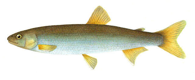 'Prototroctes oxyrhynchus,' under 9 inches long, with silver body and yellowish fins and tail; drawing by Robert M. McDowall
