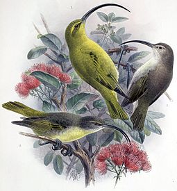 Kauai “akialoa ('Akialoa stejnegeri') painted by John Gerrard Keulemans, with a long down-curving bills.
	 The male (1) is olive-yellow on top and yellow below. The juvenile (2) is gray on top and white below.
	 The female (3) is gray on top and yellow below.