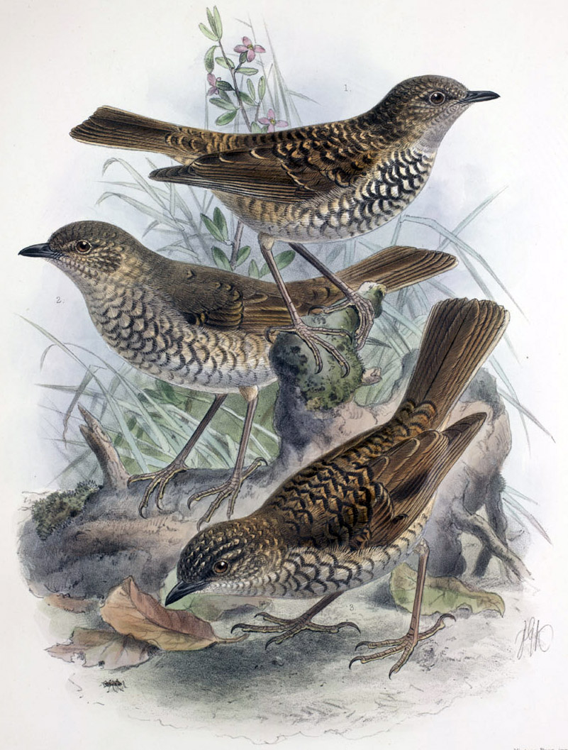 Three species of 'Myadestes,' kāma’o, oloma’o, and ōma’o