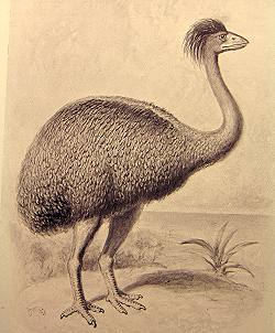 Elephant bird 'Aepyornis maximus,' a large ostrich-like bird, ten-feet tall, with a crest that falls to the back of its head