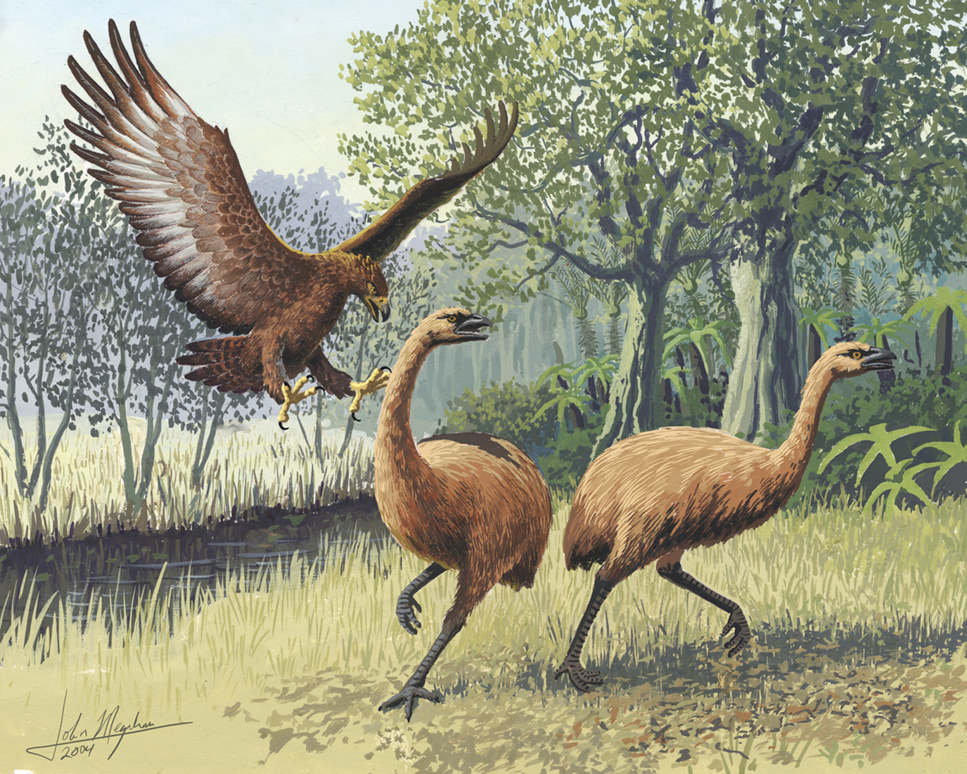 Haast’s eagle 'Hieraaetus moorei,' with wings and claws outstretched to attack two brown moa; painting from John Megahan