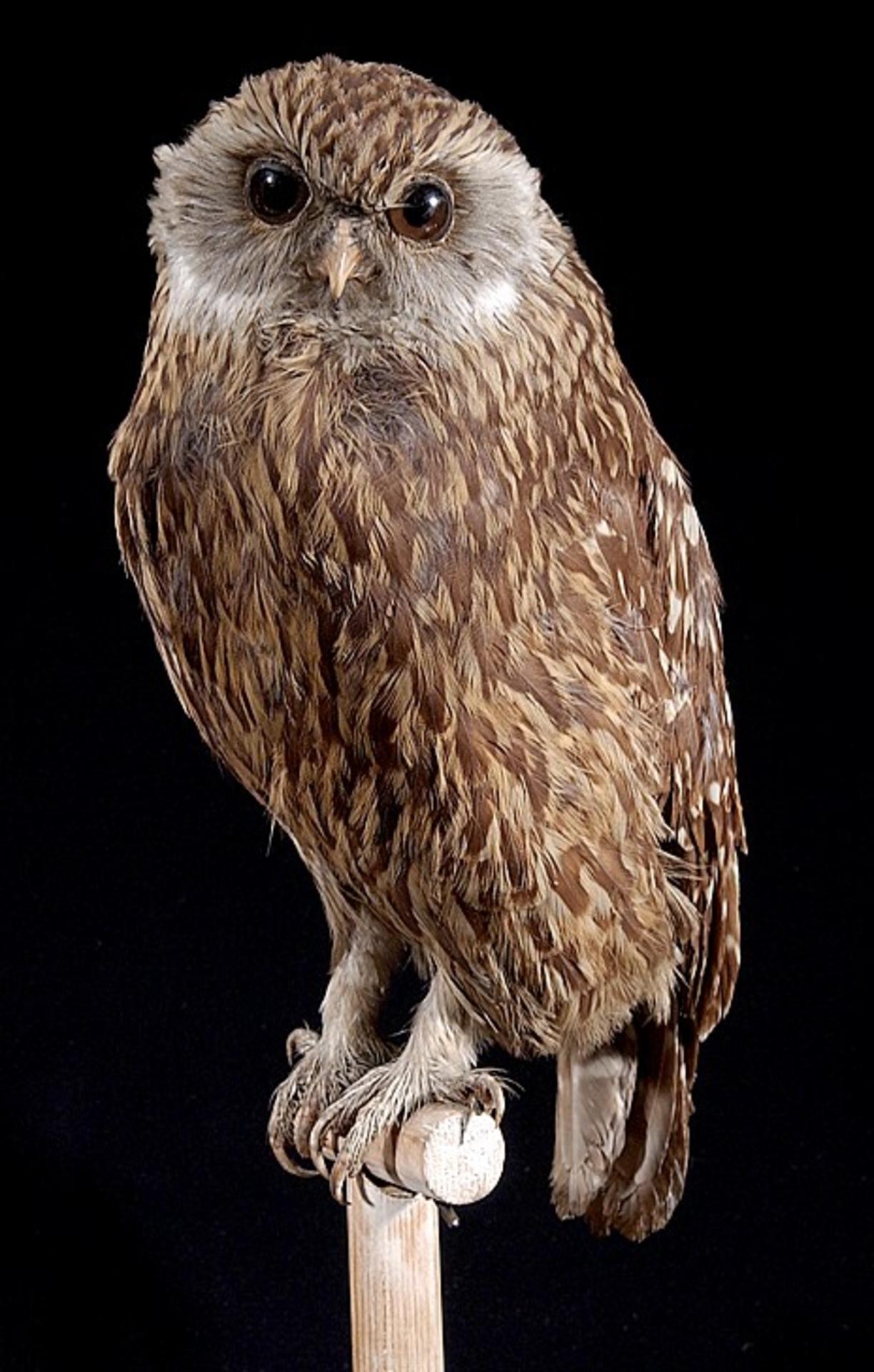 Male laughing owl 'Sceloglaux albifacies,' a brown feathered (light brown and dark brown feathers alternating) with white feathers about its eyes and on its legs and claws, mounted at Naturalis Biodiversity Centre