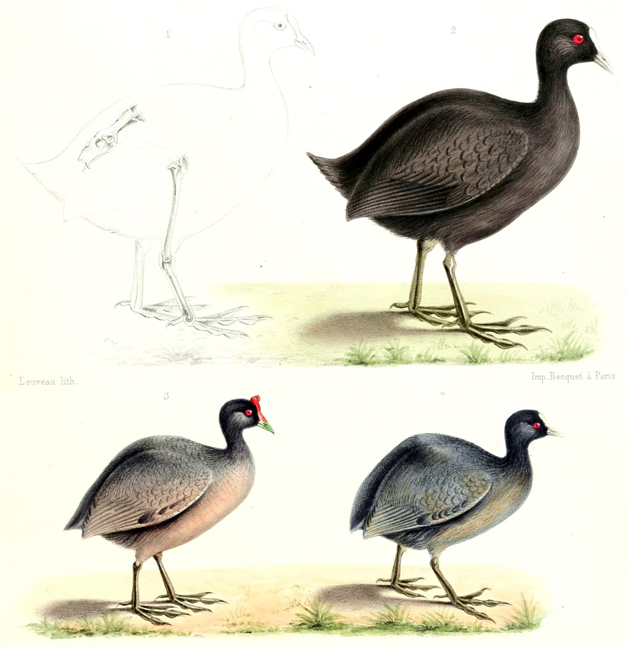 Mascarene coot 'Fulica newtoni' a large dark-gray waterbird with red eyes, white bill and frontal shield, and broad toes without webbing; illustration from Alphonse Milne-Edwards