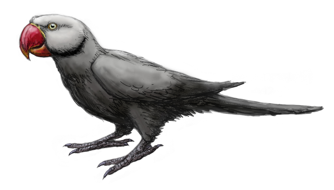 Restoration of the Mascarene grey parakeet 'Psittacula bensoni,' a gray parakeet with a red bill, from J. P. Hume