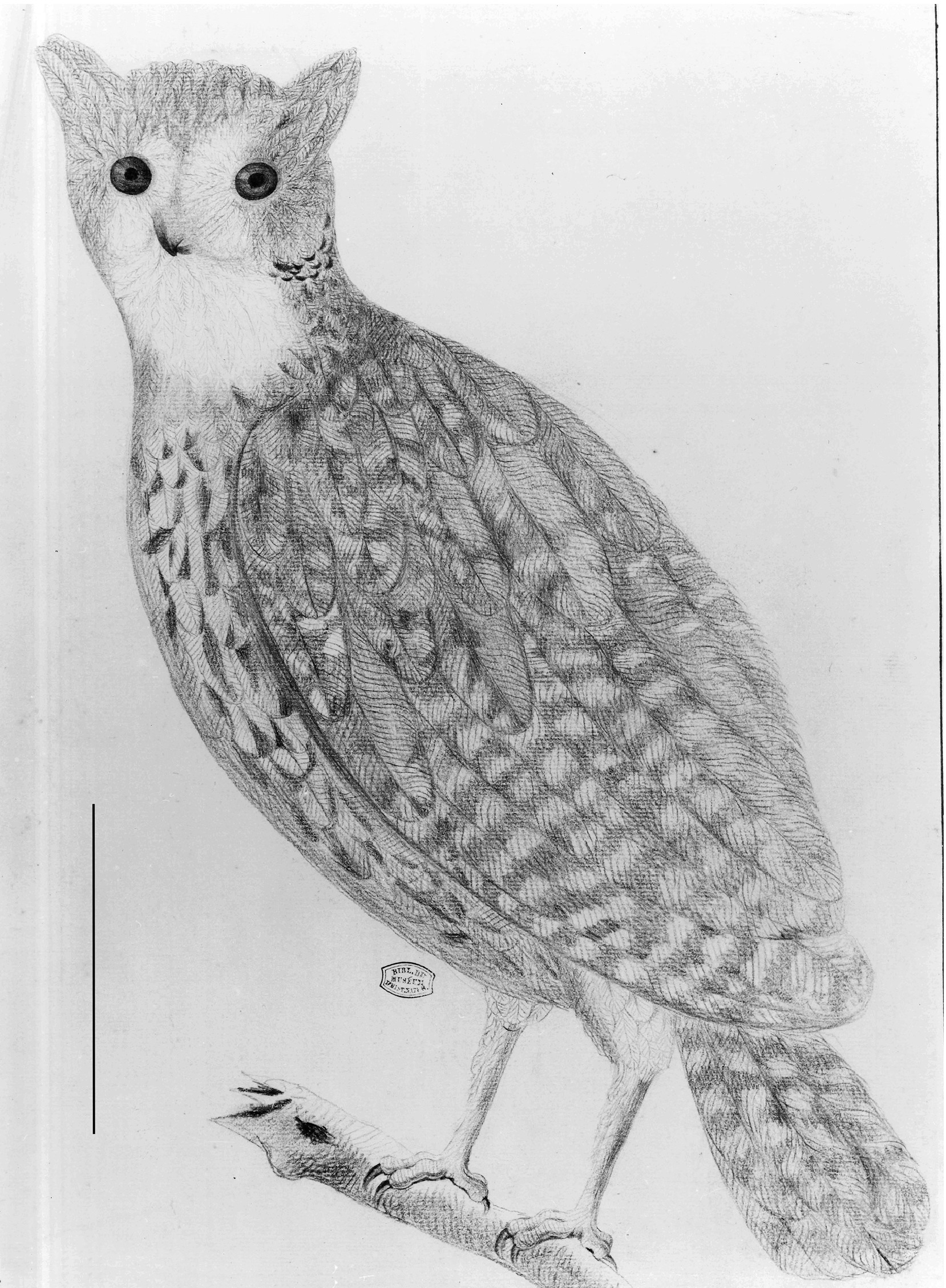 Pencil sketch by Jossigny of the Mauritius owl 'Mascarenotus sauzieri' with its long neck, flat head, and feathered ears