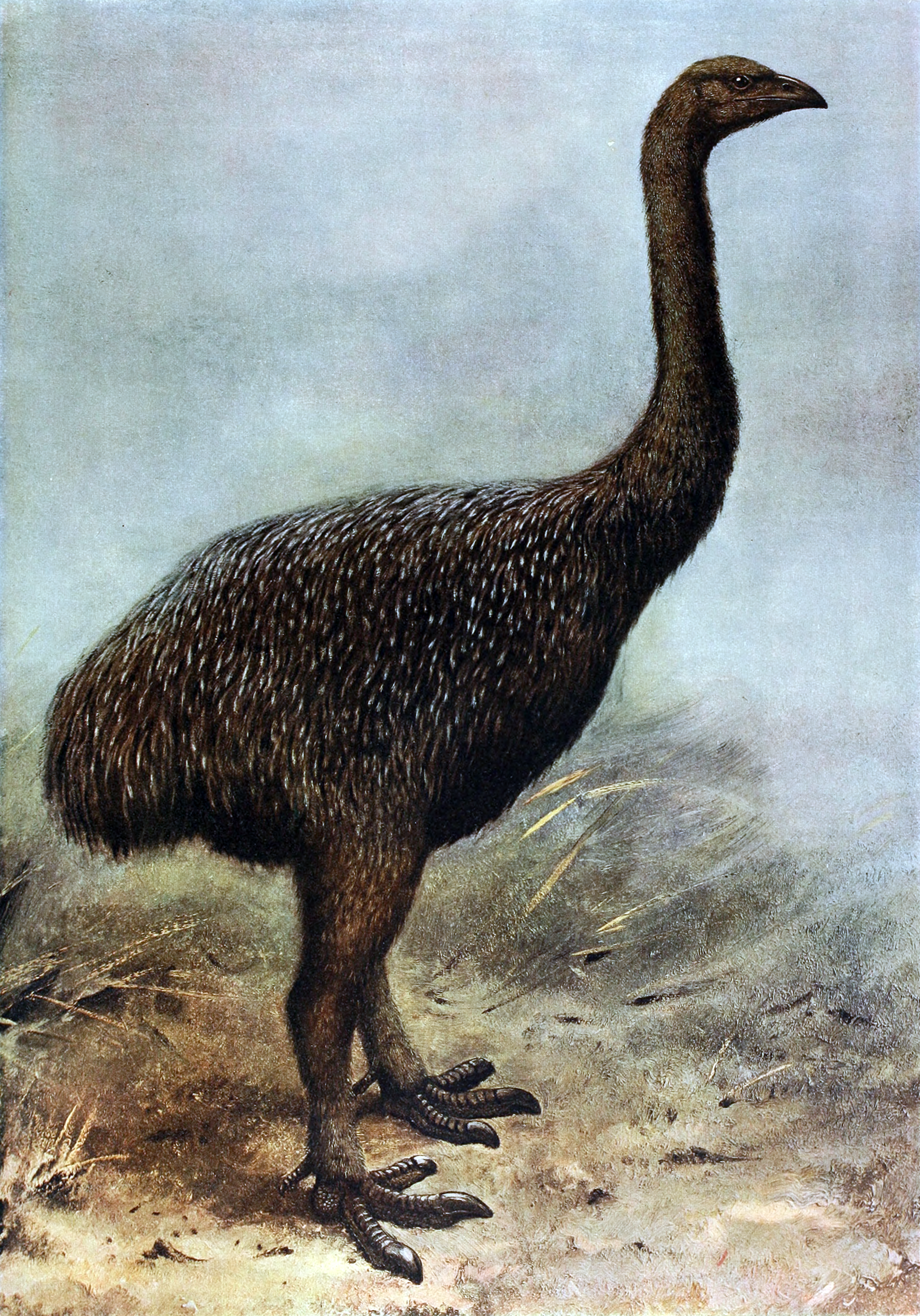 Upland moa 'Megalapteryx didinus' a heavy ostrich-like bird with white-tipped feathers; painting by George Edward Lodge