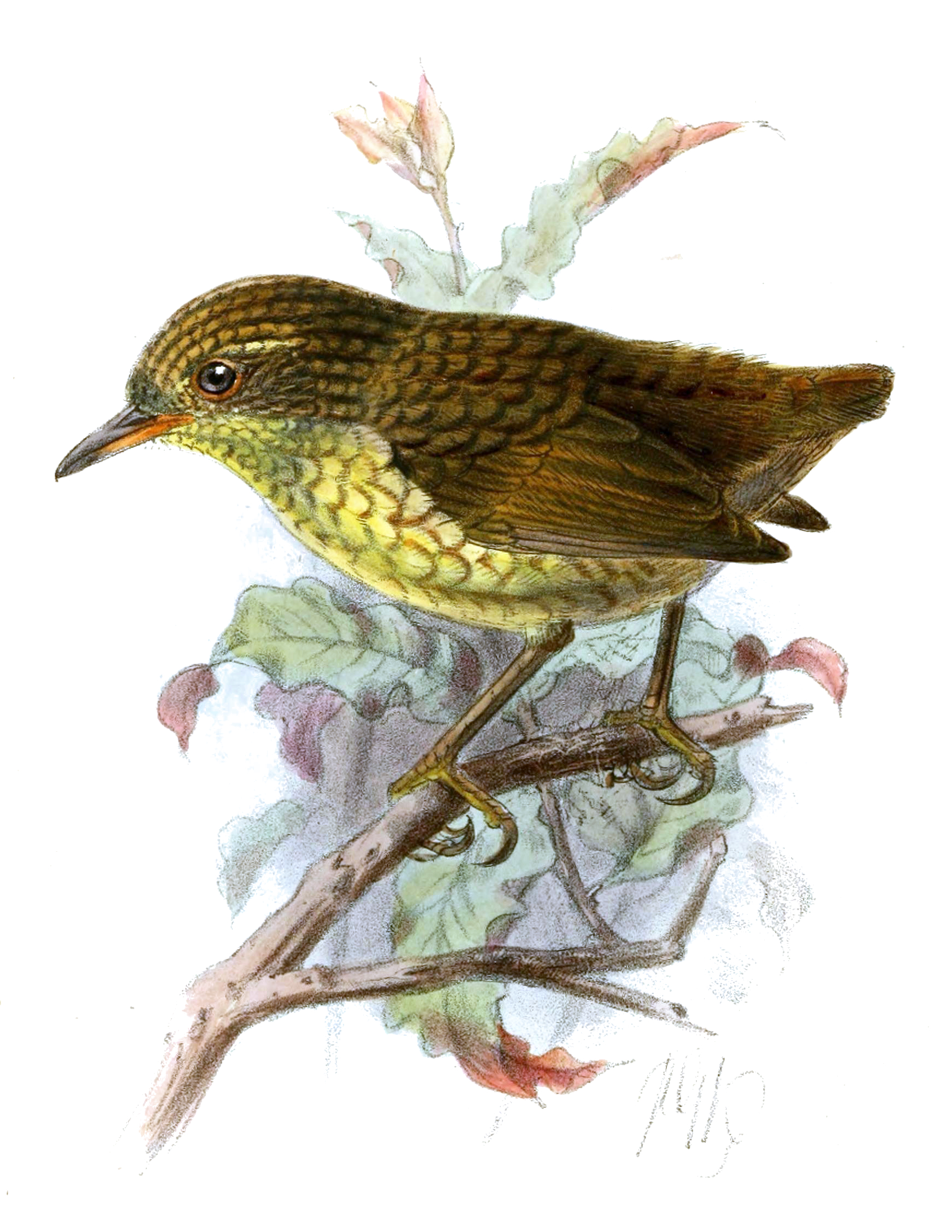 Stephens Island wren 'Xenicus_lyalli,' olive-brown bird, with a yellow breast and a yellow stripe above its eye; illustration by John Gerrard Keulemans
