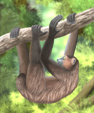 'Babakotia,' giant lemur hangs from a tree limb by all four feet like a slow-moving sloth. The tail is short, and the arms are slightly longer than the legs.