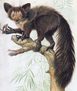 'Giant aye-aye,' he size of a mid-sized dog, with vertical strips on its face, long fingers, and a furry tail