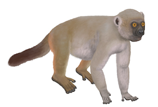 'Hadropithecus,' giant lemur walks on all four feet, with a long dark tail held in the air. The head has a short snout (for a lemur) and white ruffed fur running from around the ears to the jaw.