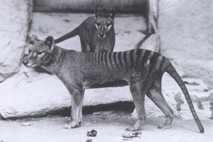 black and white photo of two Tasmanian tigers in a zoo