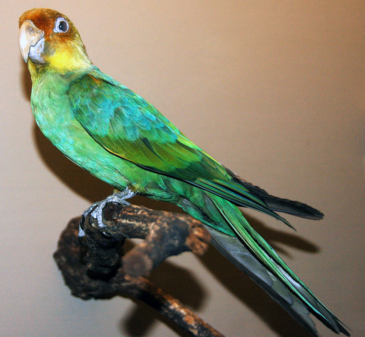Mounted 'Conuropsis carolinensis' at the Field Museum of Natural History, Chicago