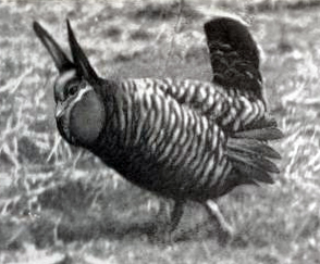 'Tympanuchus cupido cupido,' photo of displaying male, 1900