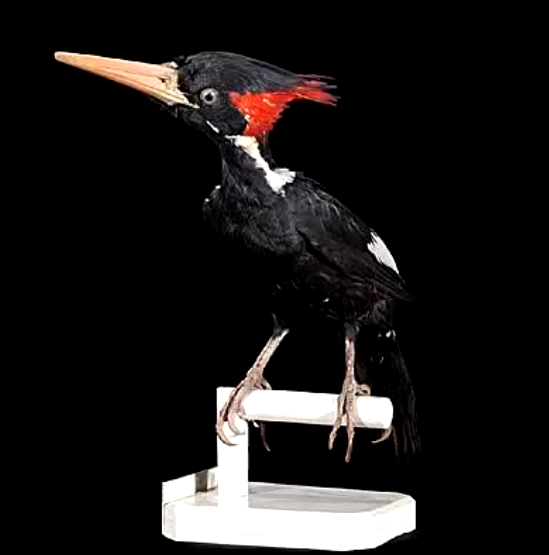 'Campephilus principalis,' a large shiny blue-black woodpecker (19-21 inches), with ivory bill, light brown feet, white on its cheeks and on the upper half of its wings, red at the back of its head and crest.