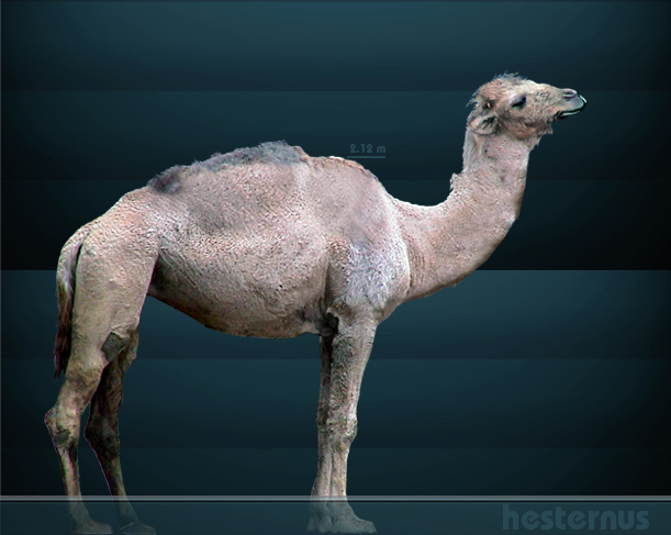 Illustration of the extinct 'Camelus hesternus' from North America