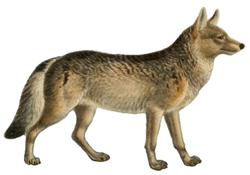 'Canis dirus' drawn and hand-colored by J.G. Keulemans