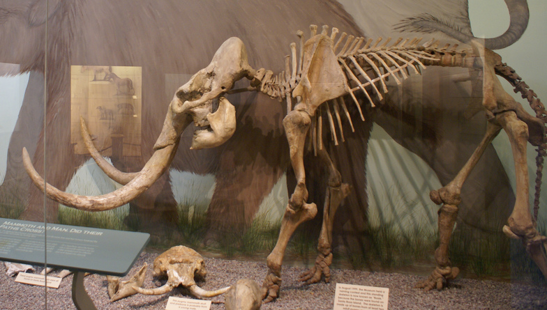 Skeleton of a pygmy mammoth from the Channel Islands