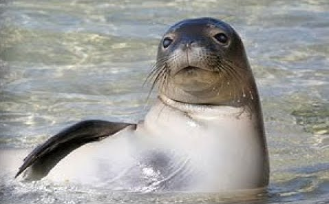 Caribbean monk seal ’Neomonachus tropicalis,’ a large gray seal with broad muzzle, whiskers, and widely spaced eyes