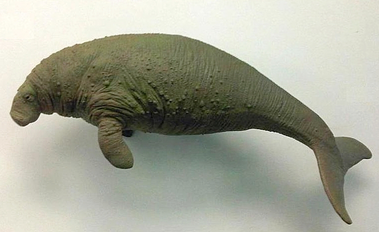 'Hydrodamalis gigas'  model at the Natural History Museum in London, England, with forked tail and stubby flippers.