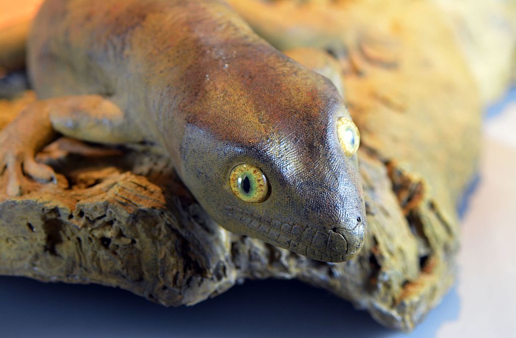 'Hoplodactylus delcourti,' a large gecko with yellow eyes, photo  by Lamiot of a stuffed specimen