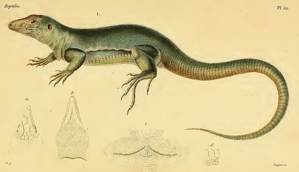 'Ameiva major,' a large green lizard, darker on top, from Mougoot, Dumeril, Bibron, 1839