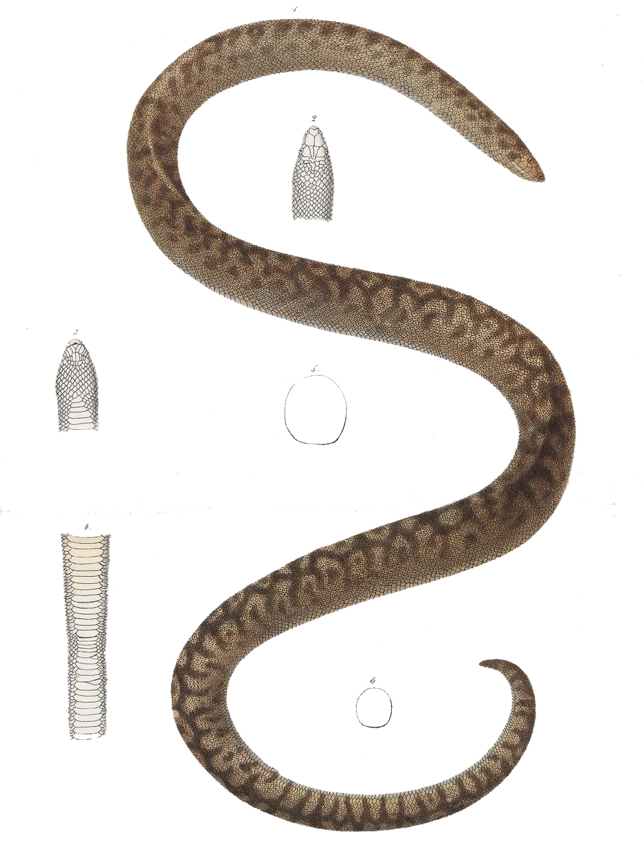 'Bolyeria multocarinata,' a long brown snake, Iconographia Zoologica: een papieren dierenrijk, Universiteit van Amsterdam