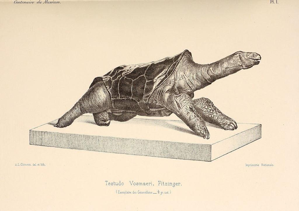 'Cylindraspis vosmaeri,' a giant saddle-backed tortoise with legs and neck outstretched, engraving from Muséum national d'histoire naturelle.