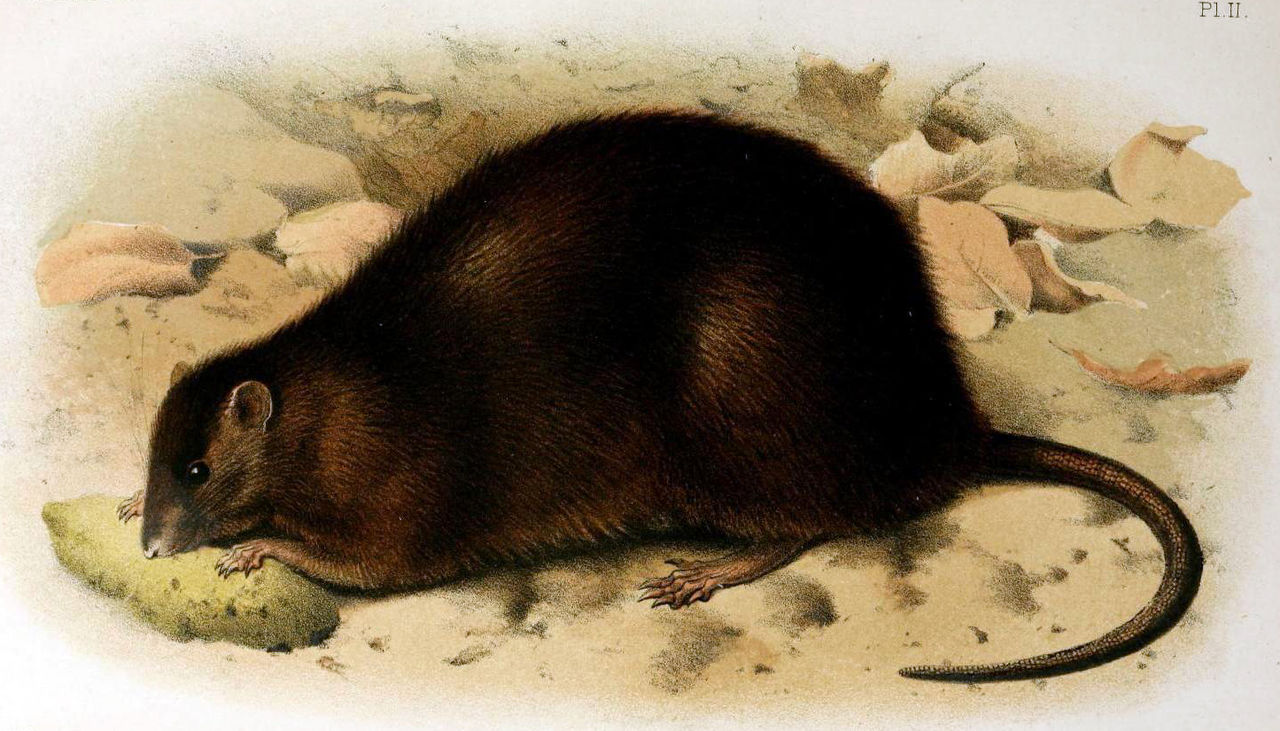 'Rattus nativitatis,' a large dark brown mouse with a small head and large body, and a short tail, from 'A monograph of Christmas Island' by Charles William Andrews