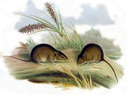 'Pseudomys gouldii,' a small brown mouse with lighter undersides, from 'Mammals of Australia' by John Gould