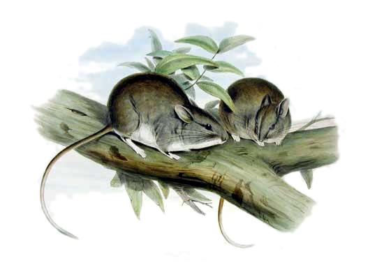 'Leporillus apicalis,' a gray mouse with white undersides and three dark strips on its face, from 'Mammals of Australia' by John Gould