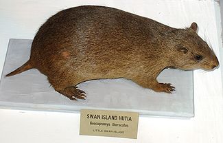 'Geocapromys thoracatus,' a brown furred rodent like a guinea pig, photograph of stuffed specimen from the Harvard Museum of Natural History / Peabody Museum