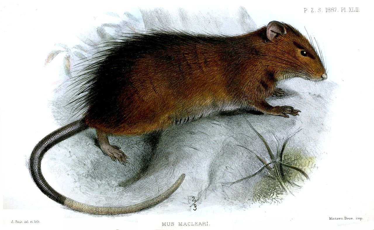 'Rattu's macleari,' a brown rat with a long tail, half black and half gray, from Proceedings of the Zoological Society of London 1887